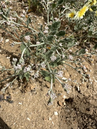 Image of Eriogonum vestitum by (c) Matt Berger, some rights reserved (CC BY)
