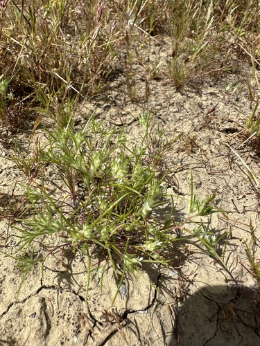 Image of Hoover's Eriastrum (Eriastrum hooveri) by (c) Matt Berger, some rights reserved (CC BY)