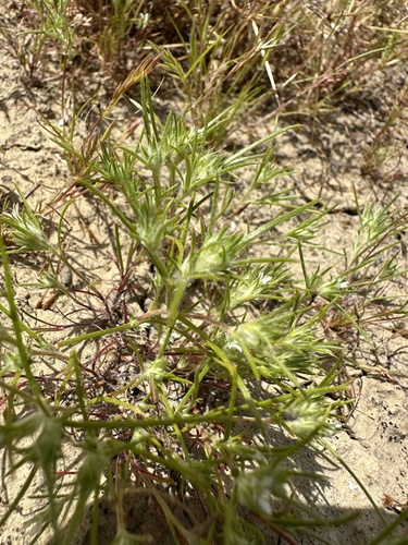 Image of Eriastrum hooveri by (c) Matt Berger, some rights reserved (CC BY)