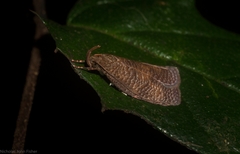 Peritornenta