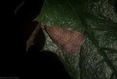 Peritornenta
