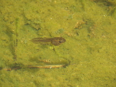 Dendropsophus molitor