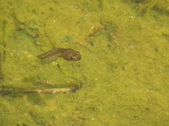 Dendropsophus molitor