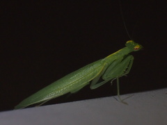 Tropidomantis gressitti