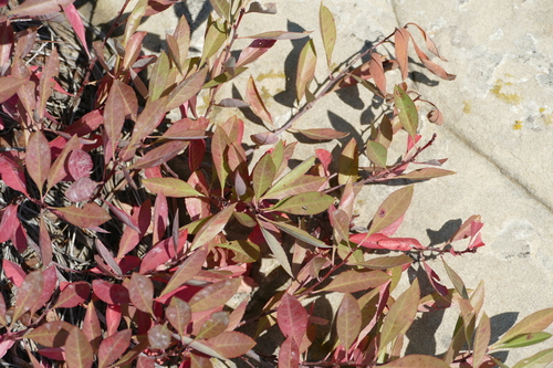 sand cherry
