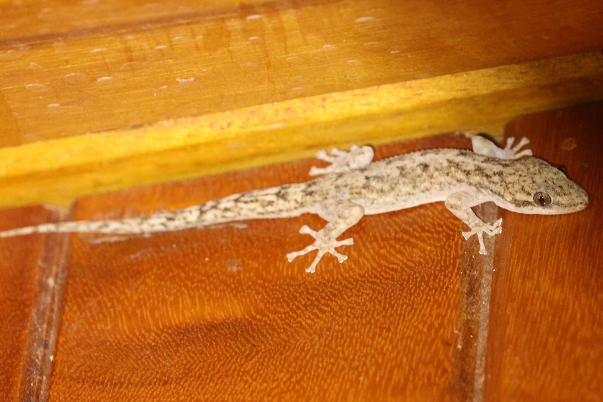 Phyllodactylidae image