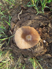 Bolbitius coprophilus