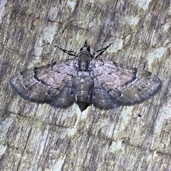 Eupithecia peckorum