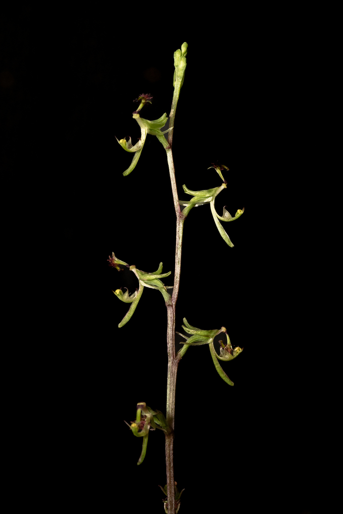 Arthrochilus