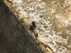 Erythrodiplax abjecta