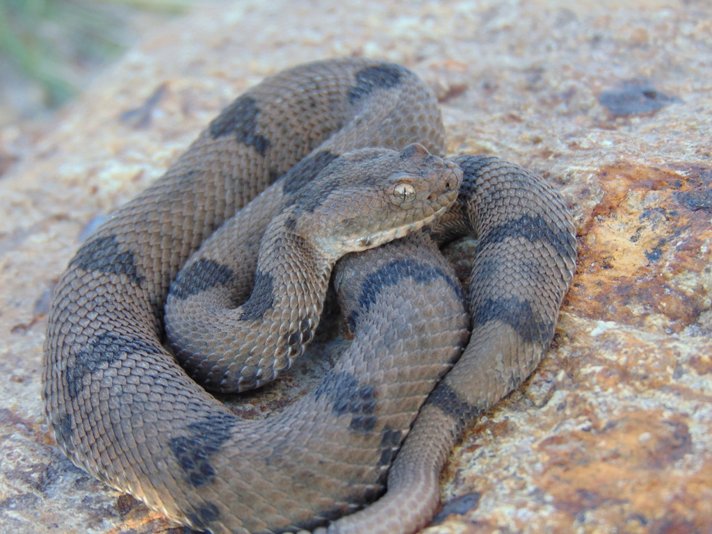 Rock × Queretaran Dusky Rattlesnake