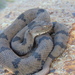 Rock × Queretaran Dusky Rattlesnake - Photo (c) Kevin Meza, some rights reserved (CC BY-NC), uploaded by Kevin Meza