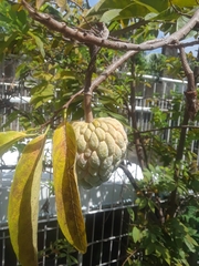 Annona squamosa