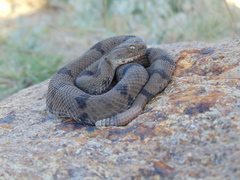 Crotalus lepidus × aquilus