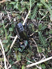 Megadromus antarcticus