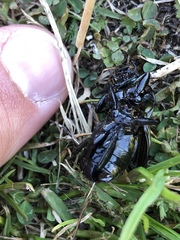 Megadromus antarcticus