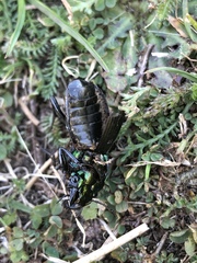 Megadromus antarcticus