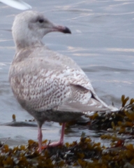 Larus argentatus × hyperboreus