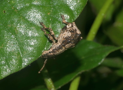 Episomus chinensis