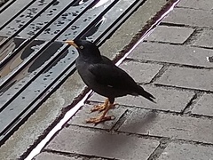 Acridotheres javanicus