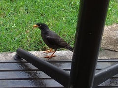 Acridotheres javanicus