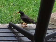 Acridotheres javanicus