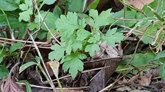Petroselinum crispum