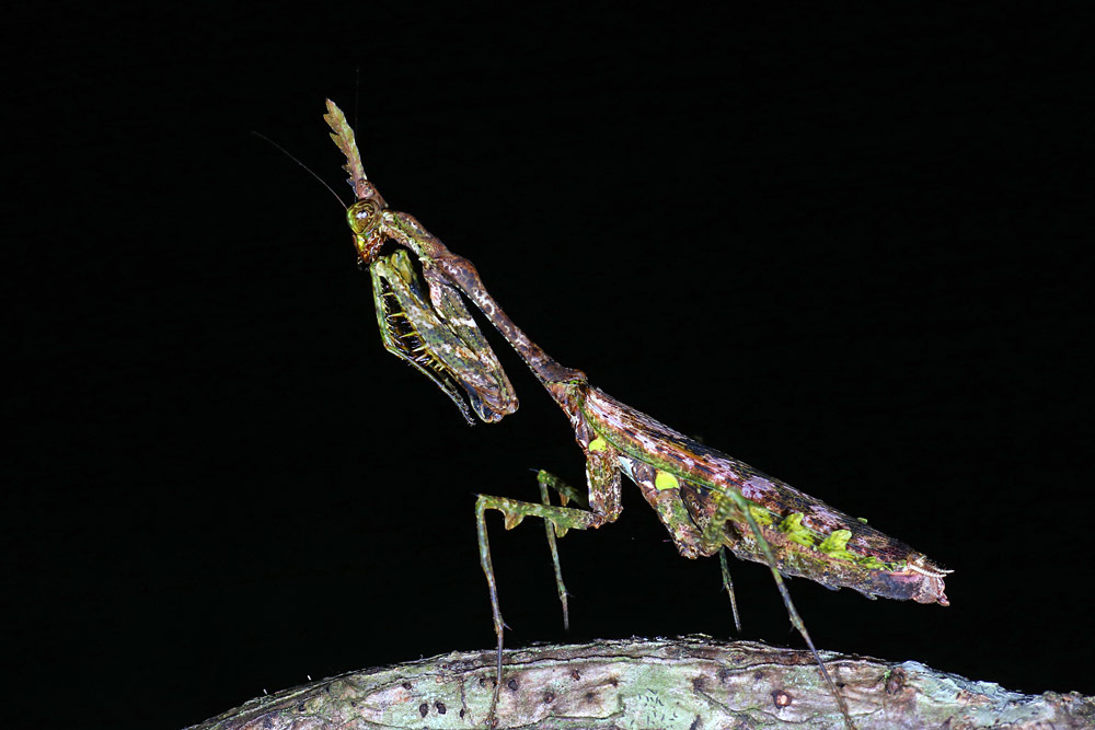 Phyllothelyinae