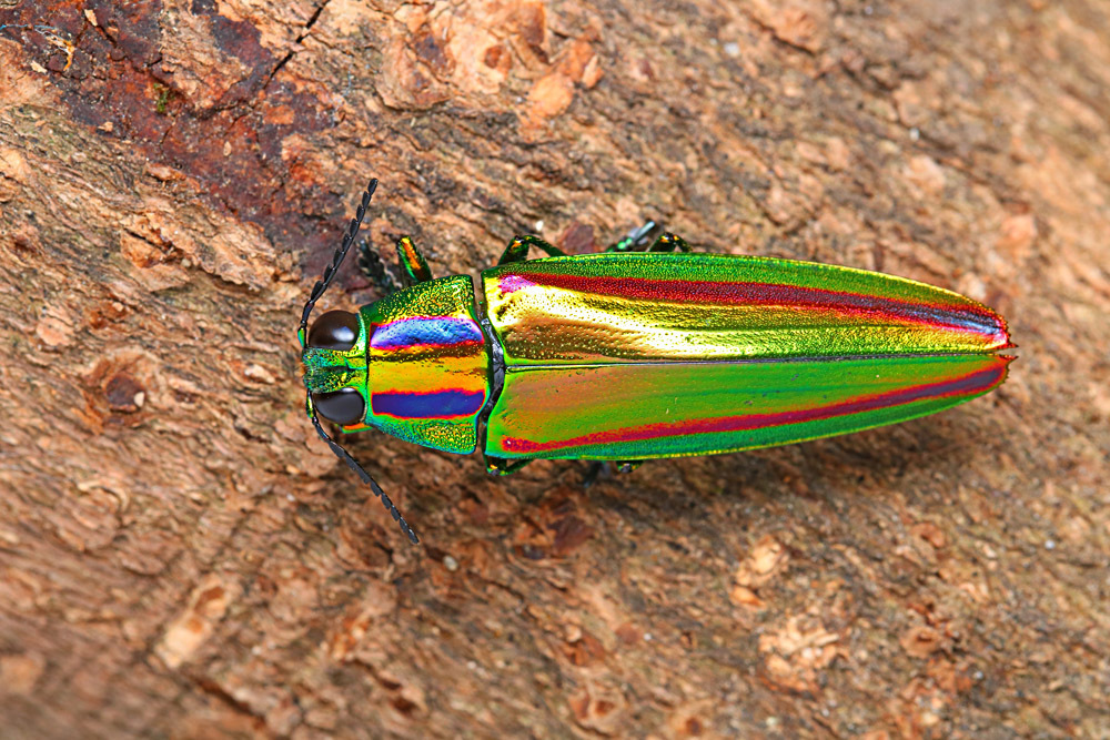 Chrysochroa pseudofulgidissima