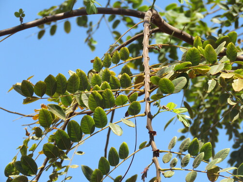 Cassia javanica
