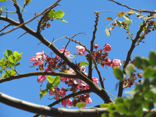 Cassia javanica