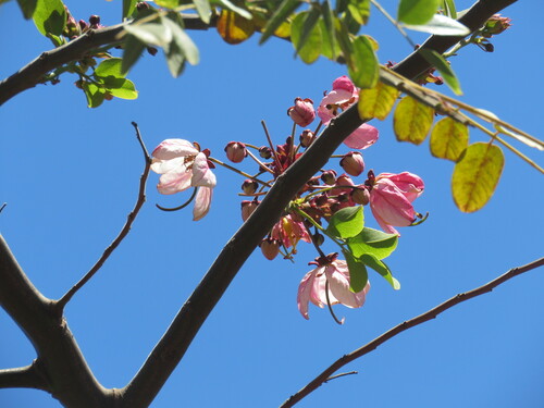 Cassia javanica