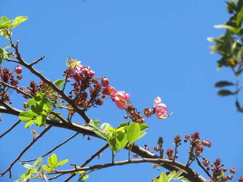 Cassia javanica
