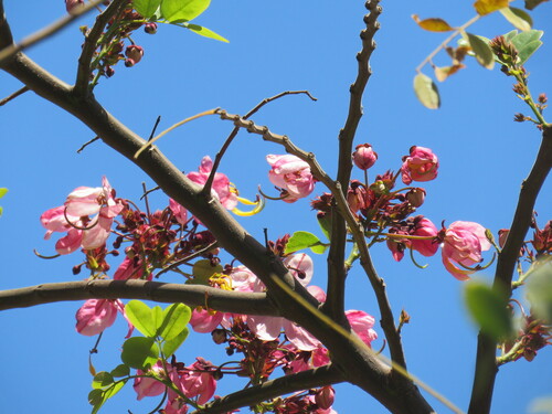 Cassia javanica