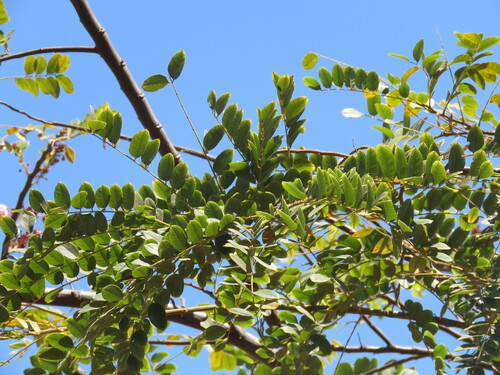 Cassia javanica