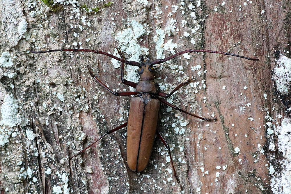 Aegosoma fulvum