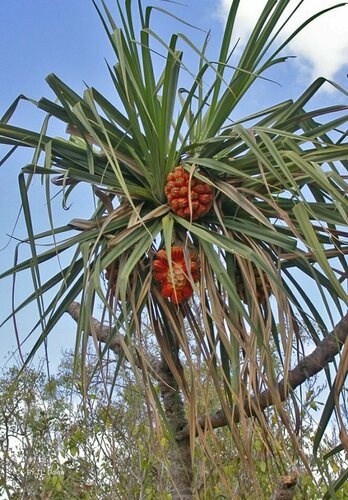 Pandanus cookii Martelli