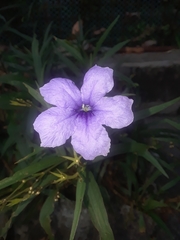 Ruellia simplex