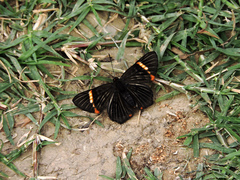Riodina lycisca