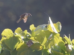 Passer montanus