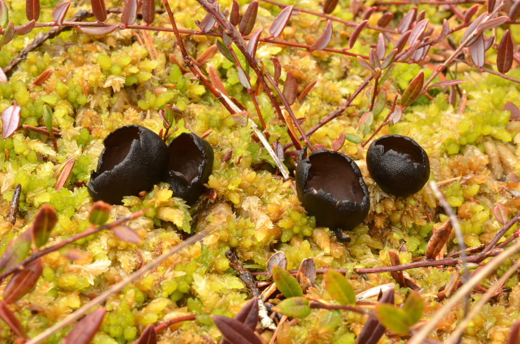 Pseudoplectania episphagnum from Lincoln Beach, OR, USA on April 17 ...