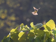 Passer montanus