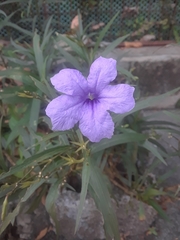 Ruellia simplex