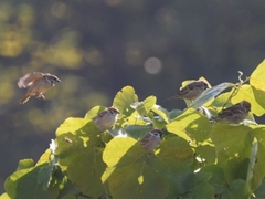 Passer montanus