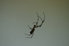 Trichonephila clavata