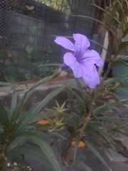 Ruellia simplex