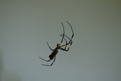Trichonephila clavata