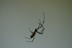 Trichonephila clavata