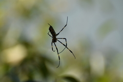 Trichonephila clavata