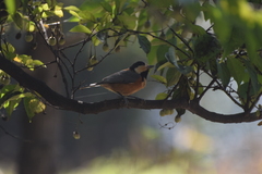 Sittiparus varius
